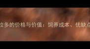 狐狸红拉布拉多的价格与价值饲养成本优缺点及选购指南