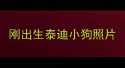 刚出生泰迪小狗照片