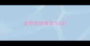宠物宠物兽医培训