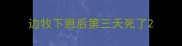 边牧下崽后第三天死了