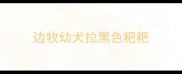 边牧幼犬拉黑色粑粑