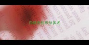 白颜色拉布拉多犬