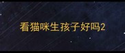 看猫咪生孩子好吗