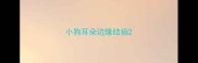 小狗耳朵边缘结痂