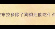 拉布拉多除了狗粮还能吃什么