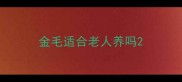 金毛适合老人养吗