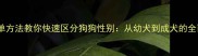 5个简单方法教你快速区分狗狗性别从幼犬到成犬的全面指南