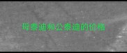 母泰迪和公泰迪的价格