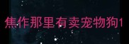 焦作那里有卖宠物狗