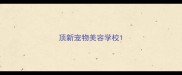 顶新宠物美容学校