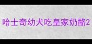 哈士奇幼犬吃皇家奶酪