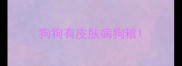 狗狗有皮肤病狗粮