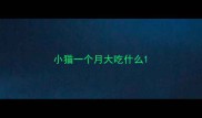 小猫一个月大吃什么