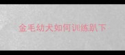 金毛幼犬如何训练趴下