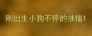 刚出生小狗不停的抽搐