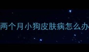 两个月小狗皮肤病怎么办