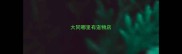 大同哪里有宠物店