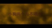小狗两个月不喝水