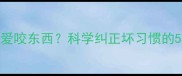 3-4月龄边牧爱咬东西科学纠正坏习惯的5大黄金法则