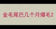 金毛尾巴几个月爆毛