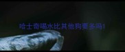 哈士奇喝水比其他狗要多吗