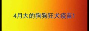4月大的狗狗狂犬疫苗