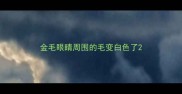 金毛眼睛周围的毛变白色了