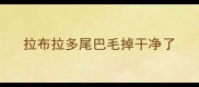 拉布拉多尾巴毛掉干净了