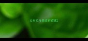 拉布拉多鼻梁有疙瘩