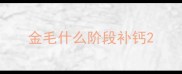 金毛什么阶段补钙