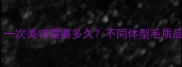 宠物美容全流程一次美容需要多久不同体型毛质品种的详细时间表