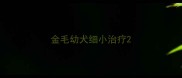 金毛幼犬细小治疗
