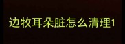 边牧耳朵脏怎么清理