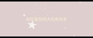 如何鉴别幼犬拉布拉多