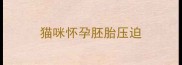 猫咪怀孕胚胎压迫