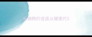 宠物狗打疫苗从哪里打