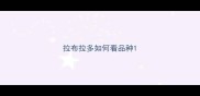 拉布拉多如何看品种
