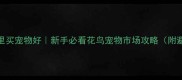 上海哪里买宠物好新手必看花鸟宠物市场攻略附避坑指南