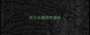 武汉去哪领养猫咪