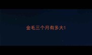 金毛三个月有多大