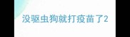 没驱虫狗就打疫苗了