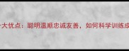 拉布拉多犬十大优点聪明温顺忠诚友善如何科学训练成满分宠物