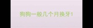 狗狗一般几个月换牙