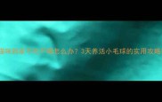 新猫咪到家不吃不喝怎么办3天养活小毛球的实用攻略