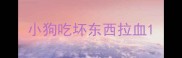 小狗吃坏东西拉血