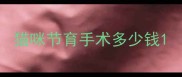 猫咪节育手术多少钱